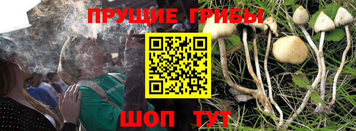 Тулун  цена   Вход с VPN  Галлюциногенные грибы Psilocybine cubensis  Псилоцибиновые грибы Cubensis 